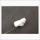 今日のわんこ