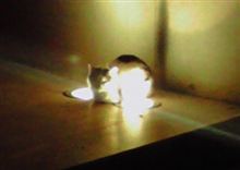 ネコも寒いんですね