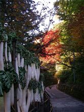 御岳山 もみじ狩りバスツアー 御岳山 もみじ狩りバスツアー