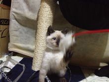 我が家に女の子が増えた