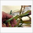 まだまだ多いカマキリ／威嚇モードのカマキリ