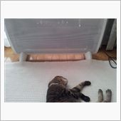ねこ♪