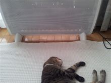 ねこ♪