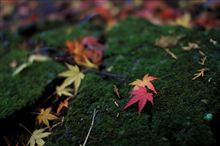 雨上がりの紅葉