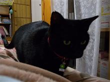猫は握りっ屁で目を覚ますか