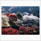 紅葉と桜を一度に楽しむ???