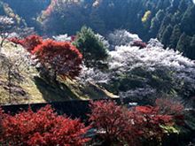 紅葉と桜を一度に楽しむ??? 紅葉と桜を一度に楽しむ???