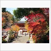 紅葉狩りパート2