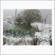 なんじゃこりゃ(O.O;)(oo;)　紅葉雪厚化粧ww