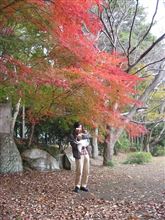 紅葉が綺麗