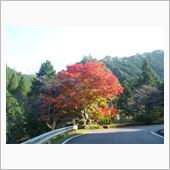 カエデ以外の紅葉もきれいです。
