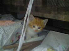 にゃんにゃん(=^. .^=)‏