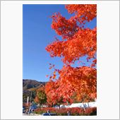 河口湖の紅葉