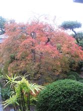 枝垂れ紅葉、少し色づいてきました。