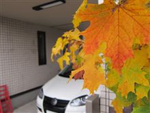 我が家のささやかな紅葉