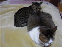 飼い猫