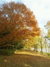 朝から散歩