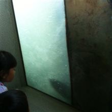 サケの遡上