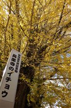 阿木町の大イチョウ