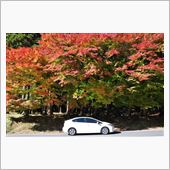秋晴れの紅葉狩りTRG