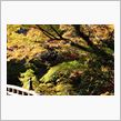 ハズレのち「こおろぎ橋」