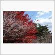 紅葉三昧その２