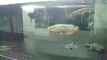 魚？……((((゜д゜;))))