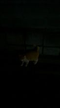 フォークオイル交換の効果は…？