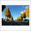 Autumn Leaves
