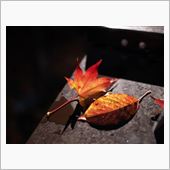 紅葉の神護寺