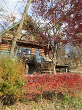 紅葉はさすがに終わりだけど。