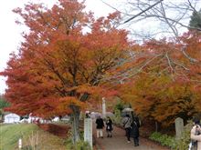 紅葉を見てきました！