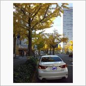 銀杏並木が綺麗だったので