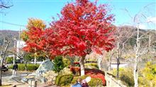 近場で紅葉狩りとお蕎麦・・・・・