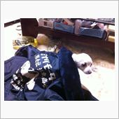 新しい家族が増えました。