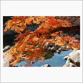 香嵐渓の紅葉