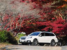 季節外れの桜を見に行ってきました。 季節外れの桜を見に行ってきました。