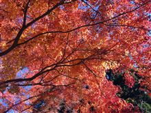 紅葉