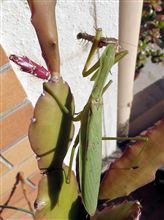 カマキリにムカデを食べさせる