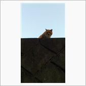 猫三国志