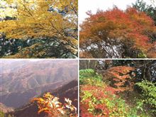 都民の森で紅葉狩り