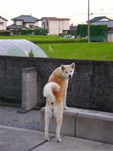 秋田犬ハナの夏バテ防止策