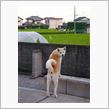 秋田犬ハナの夏バテ防止策