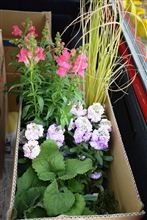 ボルボで花買い④