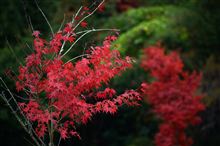 自宅近くの紅葉