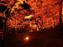 紅葉ウォッチング 紅葉ウォッチング