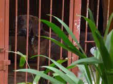 たまには犬ネタ