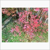 ブルーベリーの紅葉