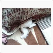 頭隠して…