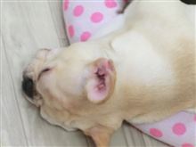 悪夢ちゃん 悪夢ちゃん